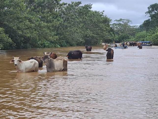 Heavy rains impact on farm animals and pets