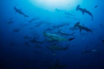 Is Shark Finning Banned in Costa Rica?